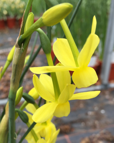 Narcissus triandrus 'Fairy Chimes'